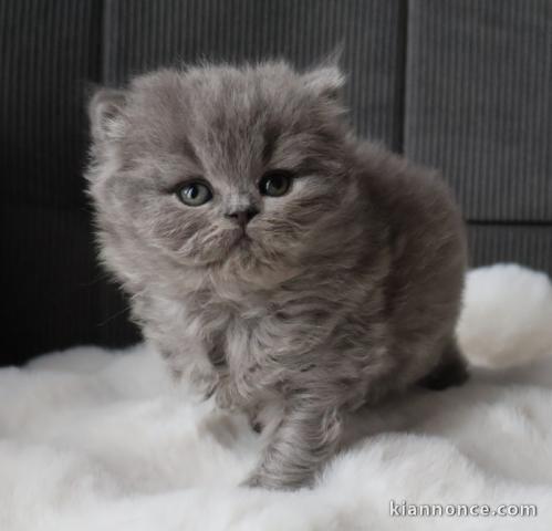 Chatons British Shorthair et Longhair