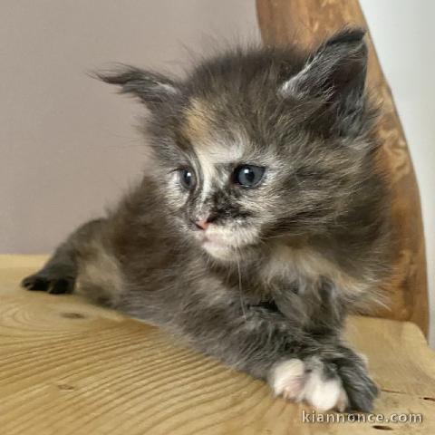 magnifique chaton maine coon disponible 
