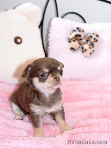 bébé chiot chihuahua disponible 