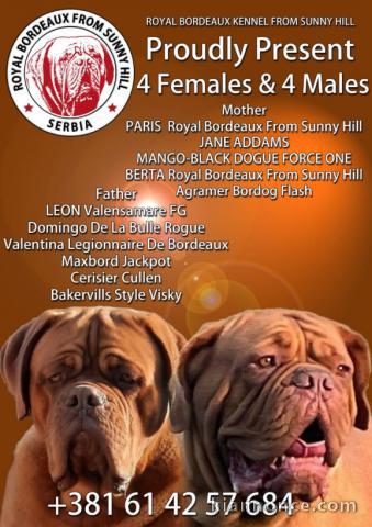 Dogue de Bordeaux Magnifiques chiots