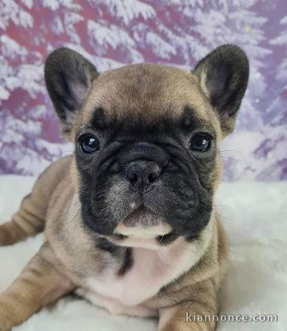 chiot bouledogue français à donner 