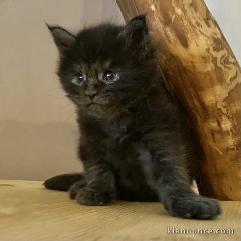 chaton maine coon mâle a donner 