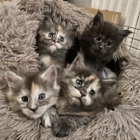Dons chaton maine coon 