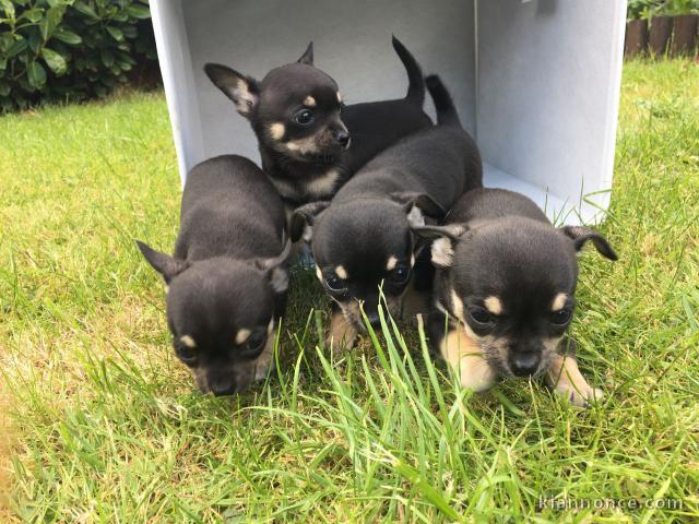 magnifique chiot chihuahua disponible 