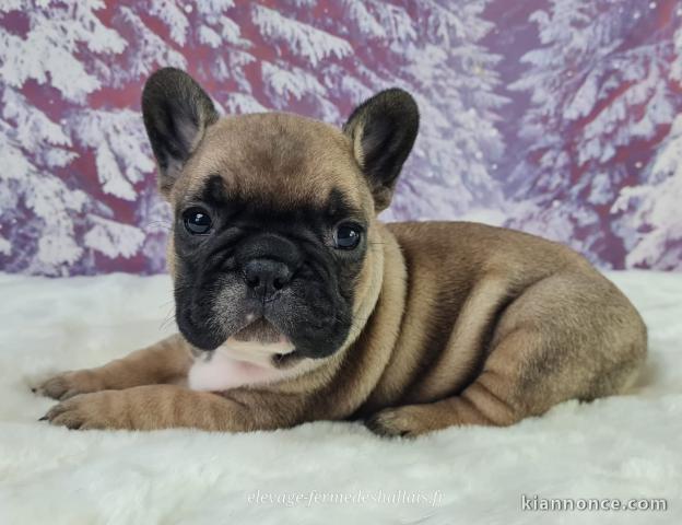 Chiot bouledogue français disponible 