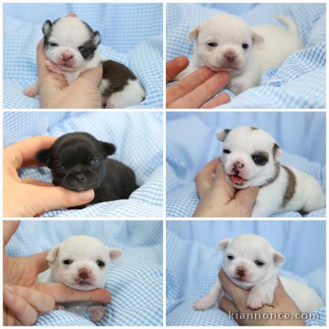 Chiot chihuahua femelle adorable 
