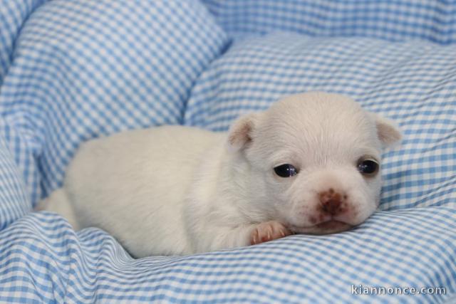 Chiot chihuahua femelle a donner 