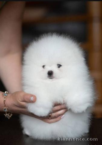 chiot spitz nain Poméranie à donner 