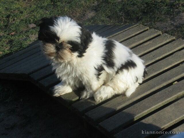 chiot Shih Tzu a donner 
