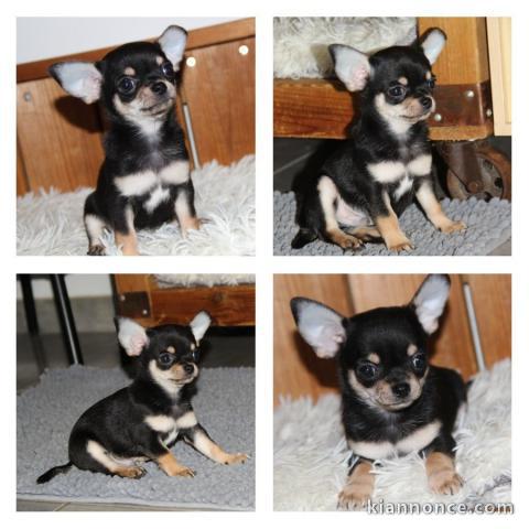 magnifique chiot chihuahua femelle a donner 