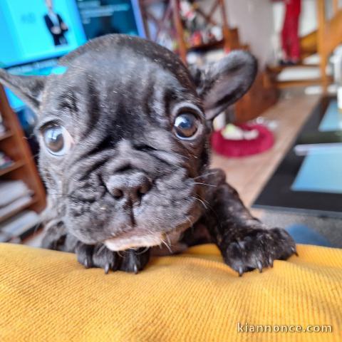 chiot bouledogue français à donner 