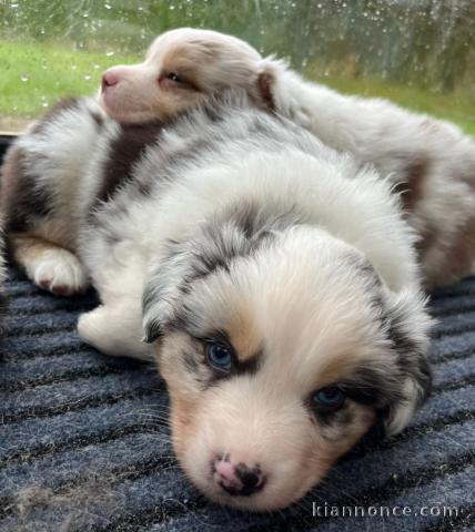 magnifique chiot berger australien disponible 