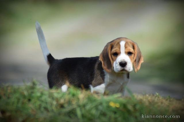 dons chiot beagle disponible 