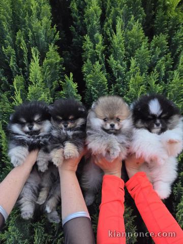 adoption chiot spitz allemand 