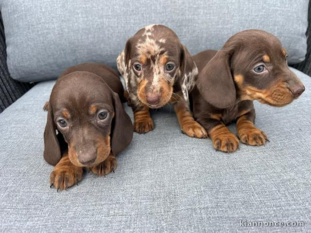 chiot teckel a donner 