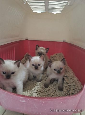 sacré Birmanie à donner 