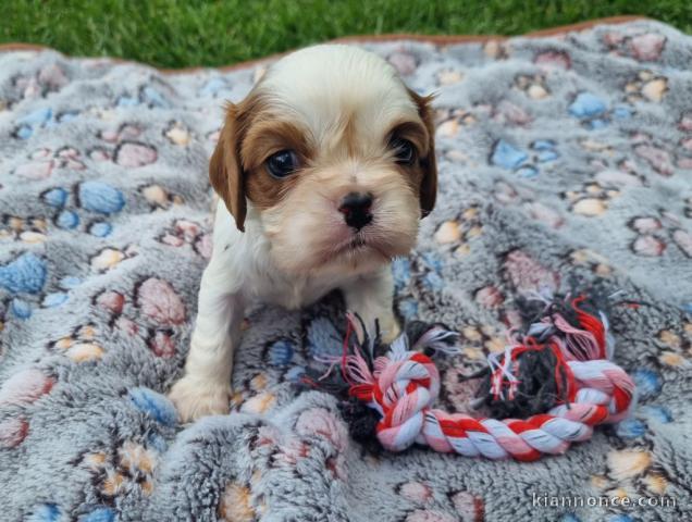 cavalier king charle disponible pour adoption femelle 