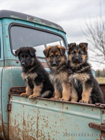 chiot type berger allemand à adopter 