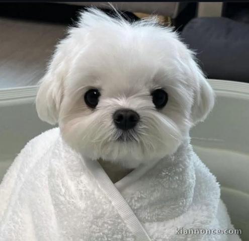 chiot bichon maltais à donner 