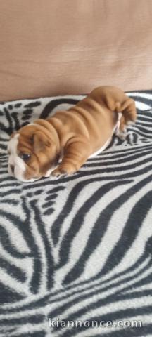 chiot bulldog anglais mâle a donner 