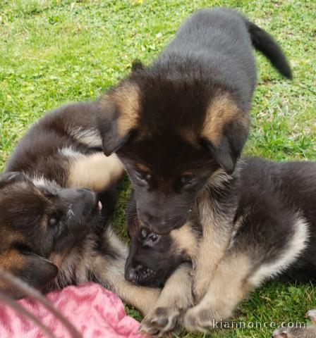 chiot berger allemand disponible 