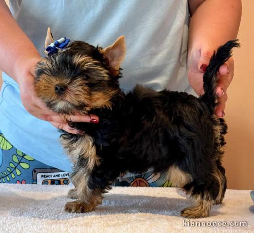 je donne chiot Yorkshire femelle 