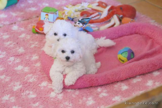 Chiot bichon maltais à donner 