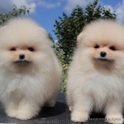 Chiot type spitz allemand à adopter 