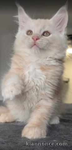 Dons chaton maine coon disponible 
