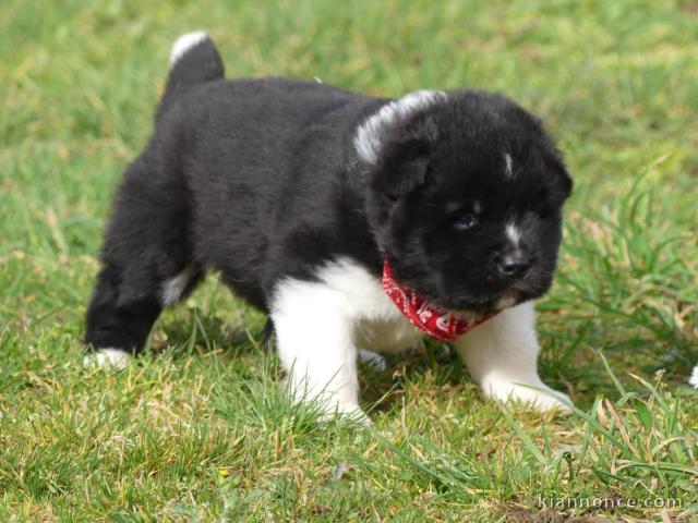 je donne chiot Akita inu disponible 