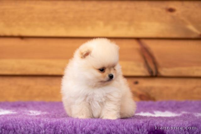 chiot type spitz allemand 