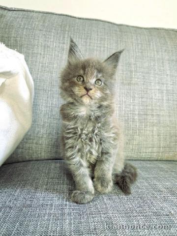 je donne chaton Maine coon disponible 