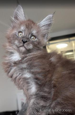 chaton maine coon disponible pour adoption 