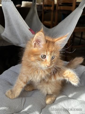 chaton maine coon disponible 