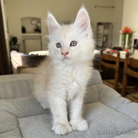 je donne mon chaton maine coon disponible 