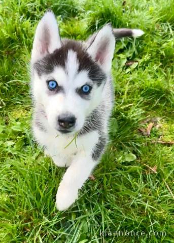 chiot husky sibérien adorable 