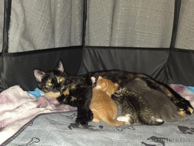 chaton maine coon disponible 