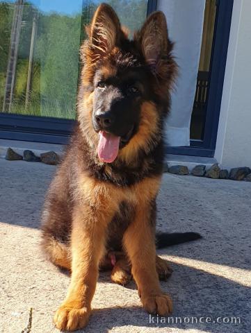 chiot berger allemand disponible 