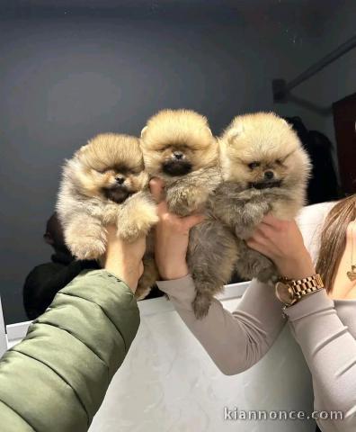 je donne chiot type spitz allemand 