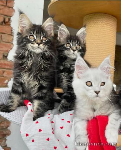 chaton maine coon disponible 