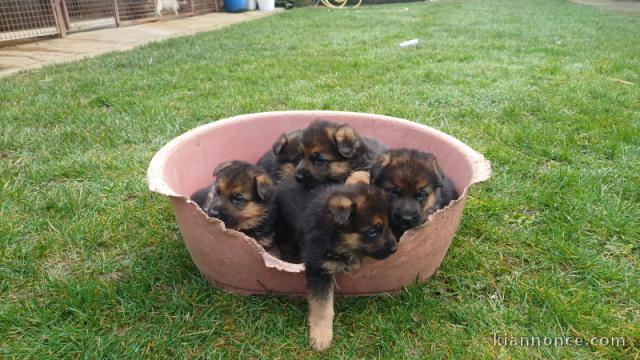 je donne chiot berger allemand disponible 