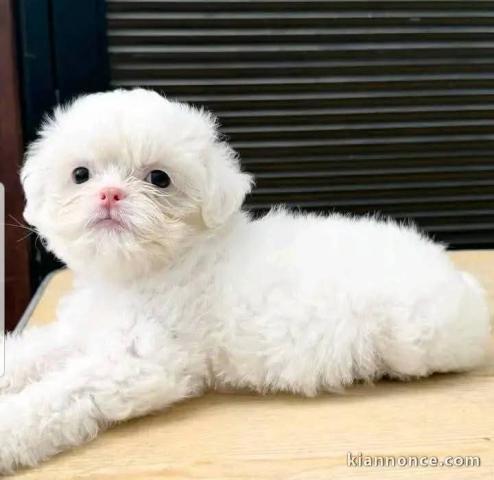 chiot type bichon maltais pour compagnie 