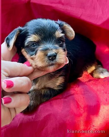 je donne chiot Yorkshire terrier femelle 