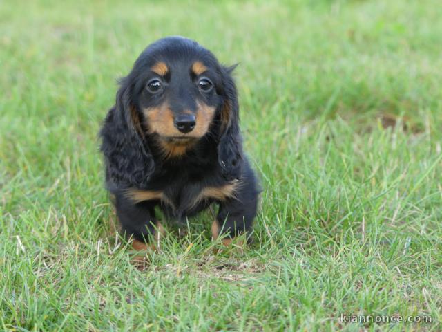 chiot teckel a donner contre bon soin 