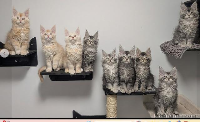 Chaton maine coon mâle et femelle intéressé inbox 