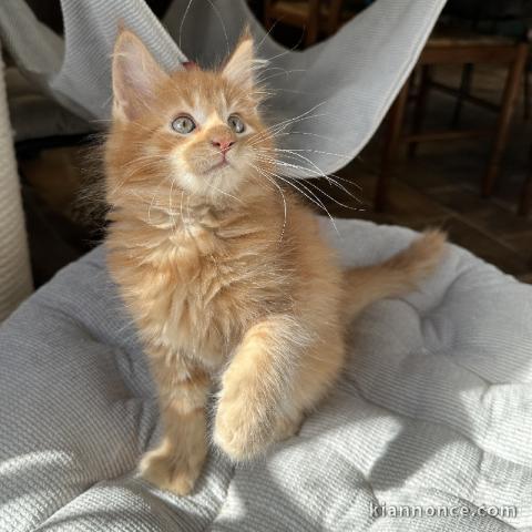 Chaton maine coon disponible 