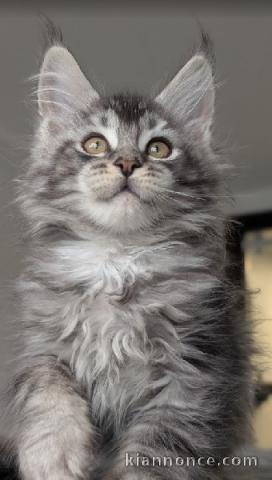 Adorable chaton Maine coon femelle 