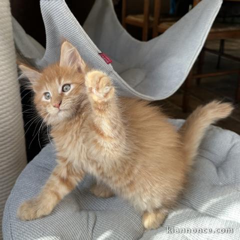 Chaton maine coon mâle 