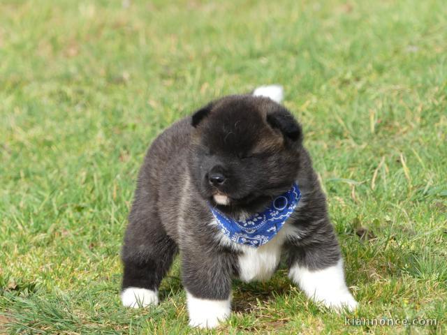 Je donne chiot Akita inu disponible 