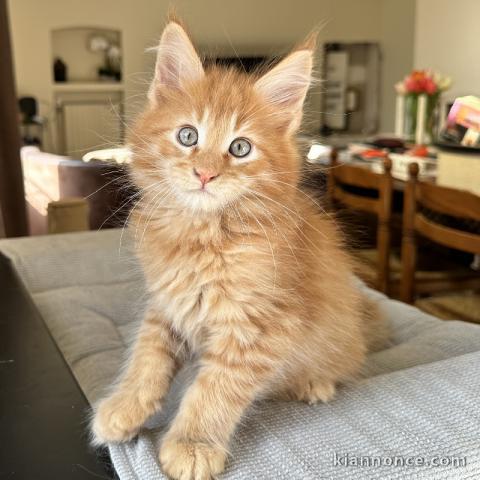 Chaton maine coon disponible 
